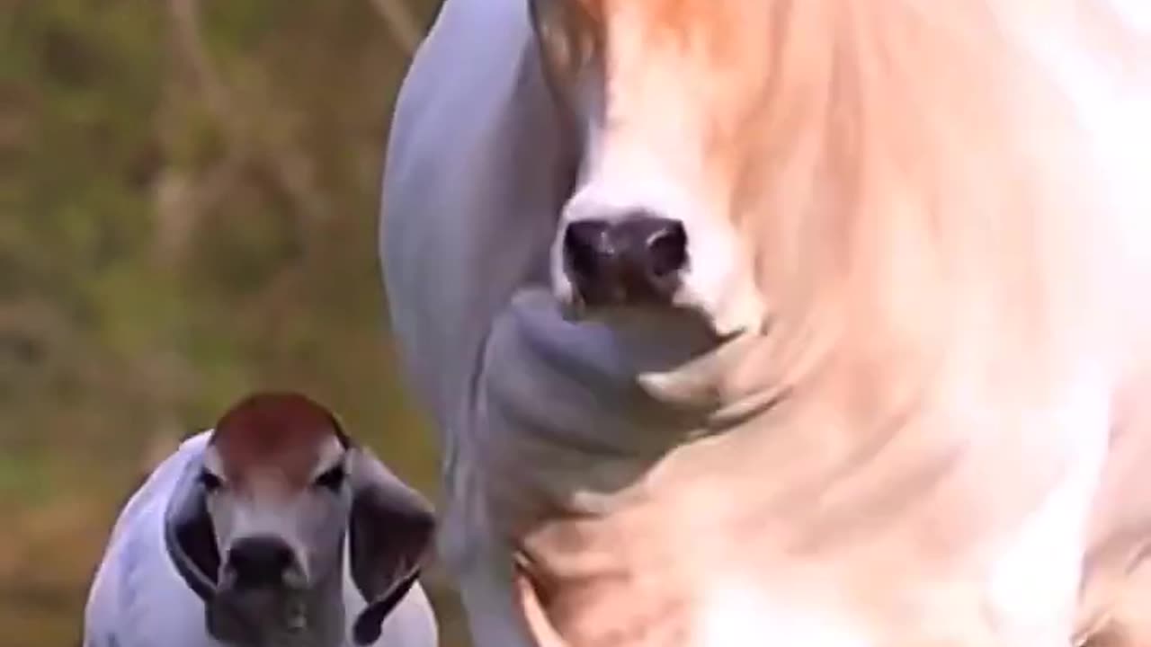 So beautiful cow