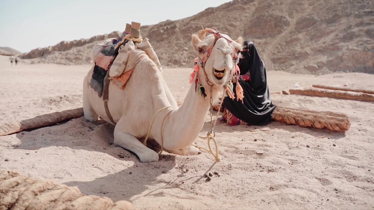 Arabian camels.