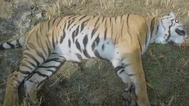 Leopard found dead in jungle