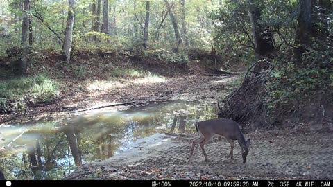 Small Nervous Buck in Mountains of Tennessee