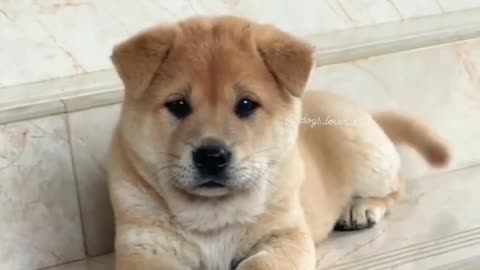 Cute dog puppy 😘