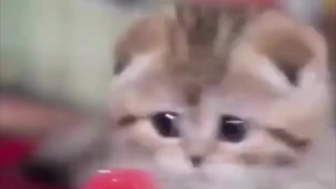 Funny Kitten Playing with a Cat Toy #shorts