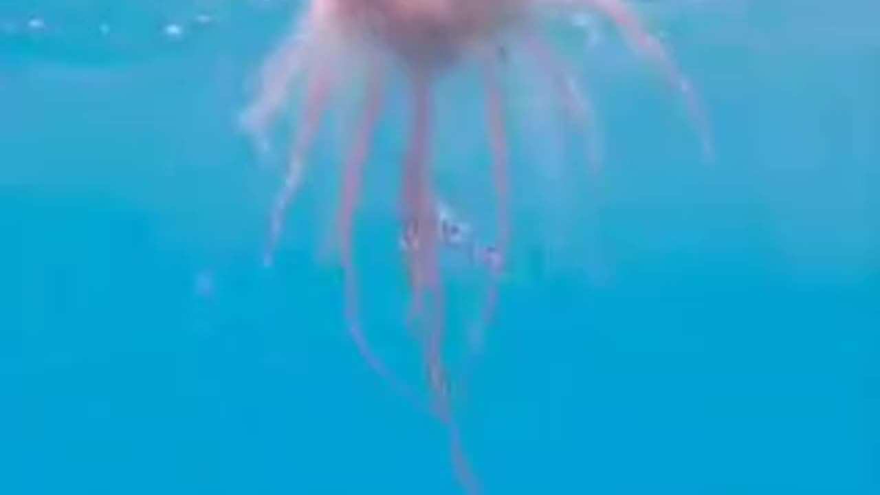 THE PORTUGUESE MAN O' WAR IS A UNIQUE AND COMPLEX CREATURE