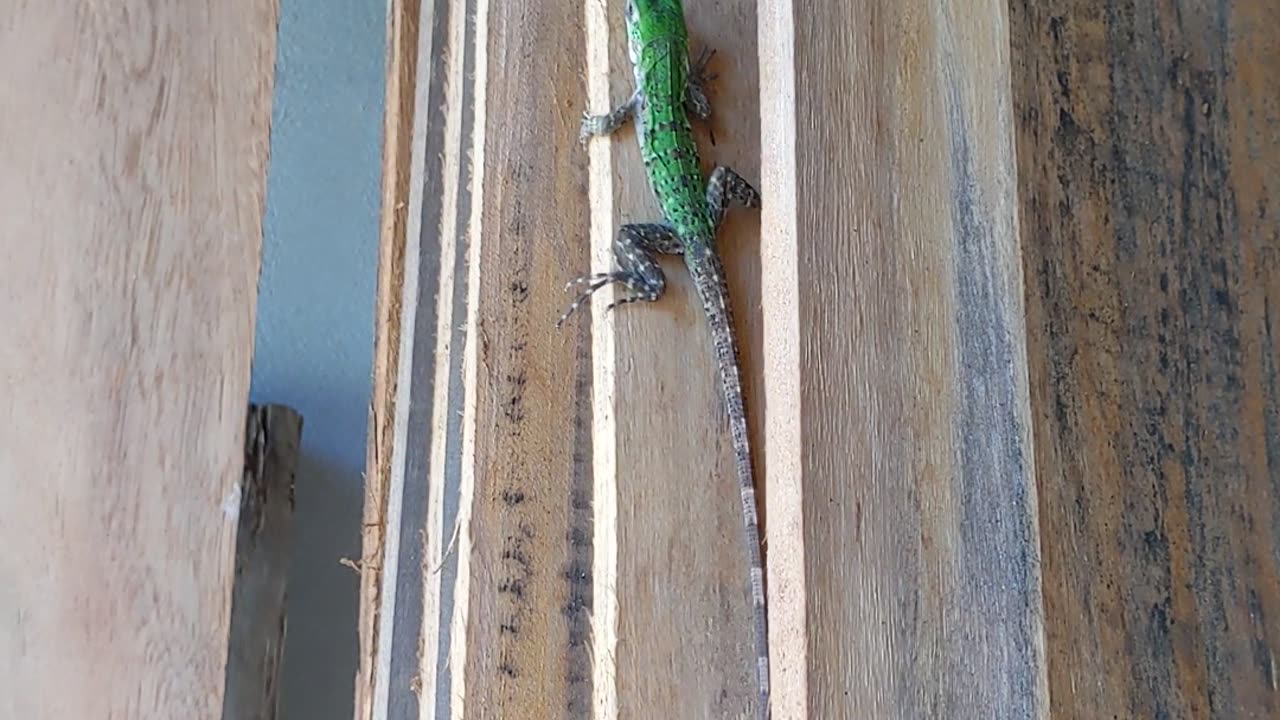 Meet Zippy: The Adorable Little Green Lizard That Will Melt Your Heart!