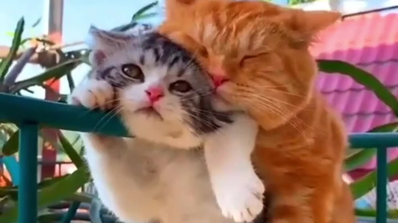 Cats Love