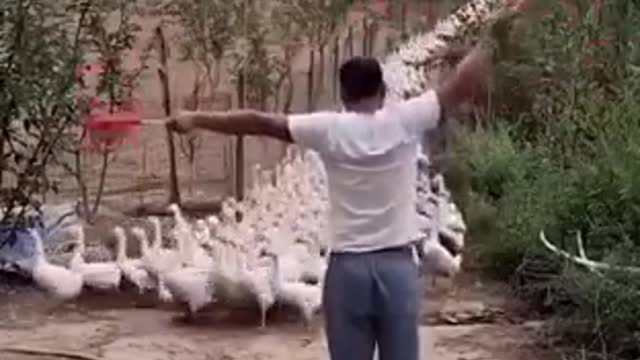 Planning works for ducks