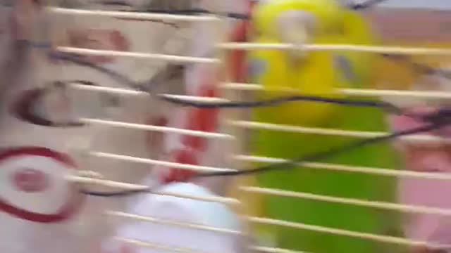 What a beautiful bird !