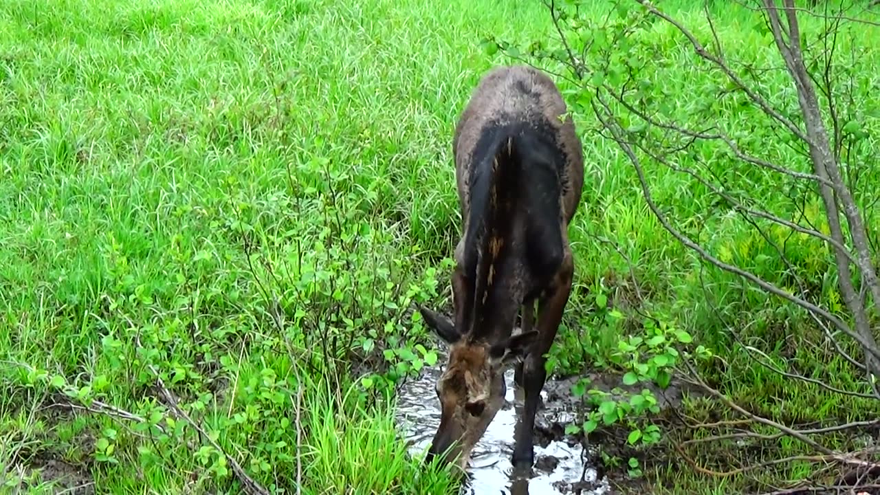 Mudhole Moose