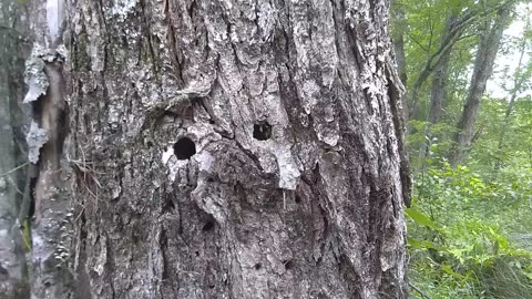 Tree Face