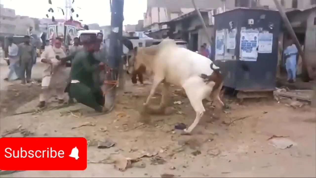 Animal very funny video