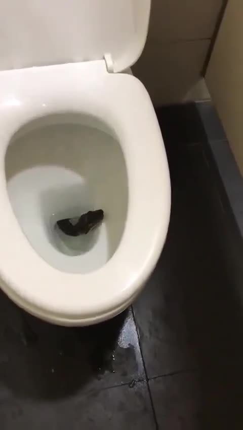 See, I found a snake in the toilet