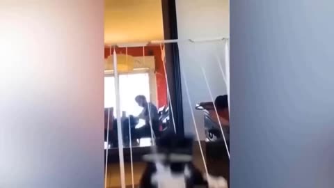 Funny Animal