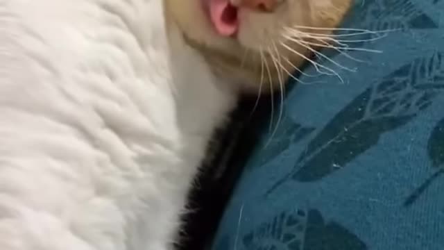 The cat yawns