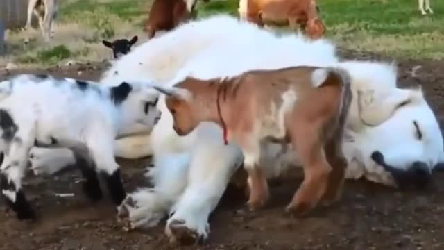 Funny animals video #shorts#funnyfail #animal