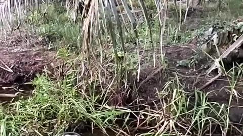 Rescuing A Cow In The Mud
