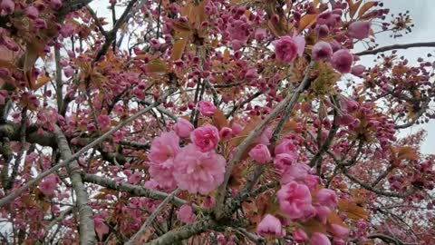 Japanese Cherry Blossom in the streets of Belgium