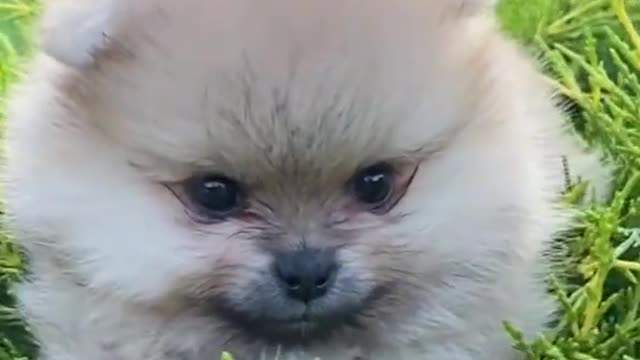 Cutest Funny Puppy you Ever Seen 😍🐶| Funny Puppy Videos