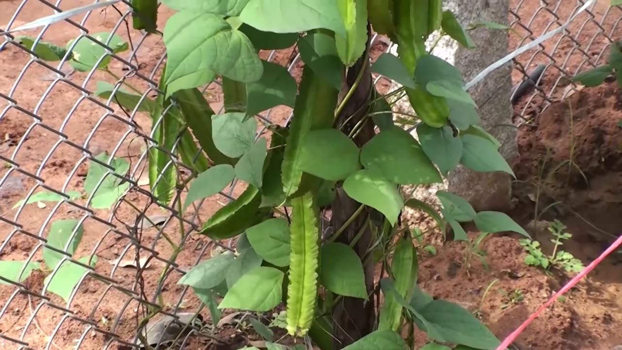 Psophocarpus Tetragonolobus, Vegetable Winged Bean, Nitrogen Fixing Fodder Vine