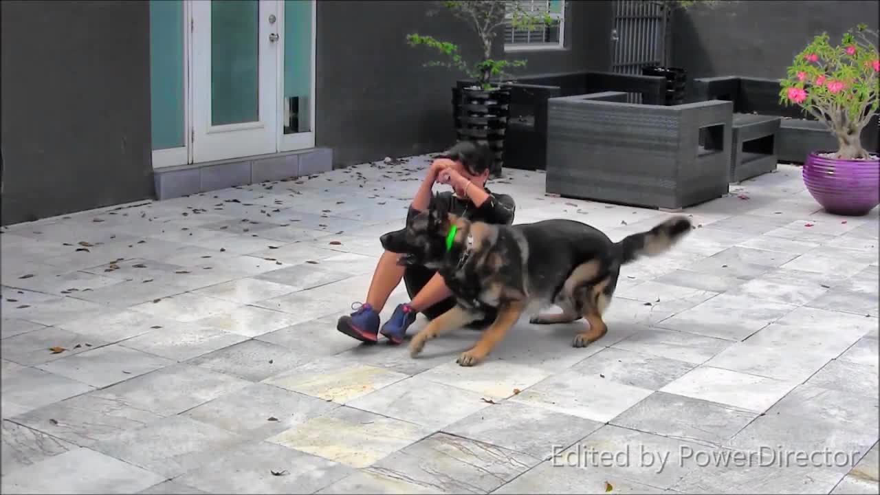 Best way to train a dog 2022