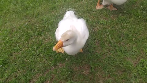 Gosling greeting me today as the family came ashore