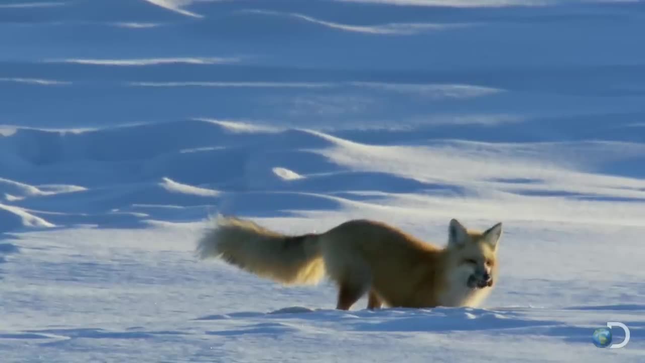 Fox Dives Headfirst Into Snow