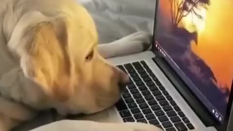 AWW SO FUNNY😂😂 Super Dogs Reaction Videos #2