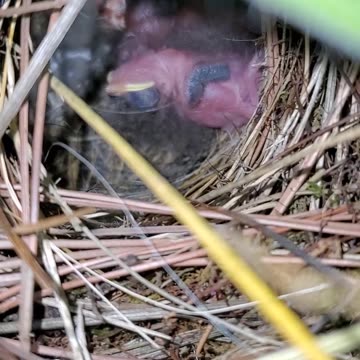Naked Carolina Wren Nestlings in Planter