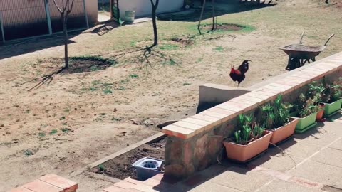 Rooster Excited To See Owner