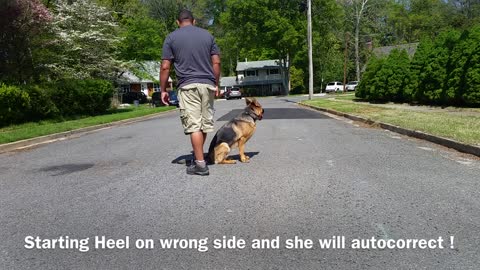 German Shepherd tough training