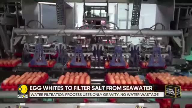 WION Climate Tracker: Eggs can remove salt & microplastics from seawater? | Latest English News