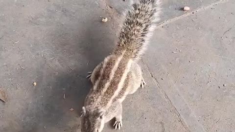 Squirrel