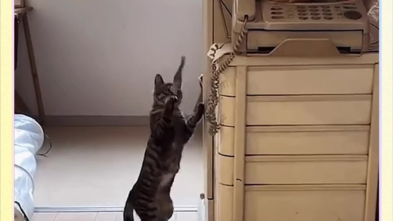 Purr-fectly Adorable: A Meow-nificent Showcase of Cute Cats!"