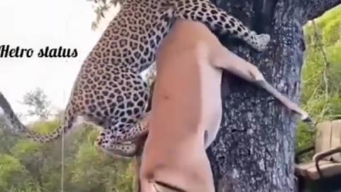 Tiger attack