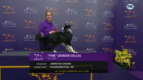 P!nk the border collie wins back-to-back titles at the 2019 WKC Masters Agility