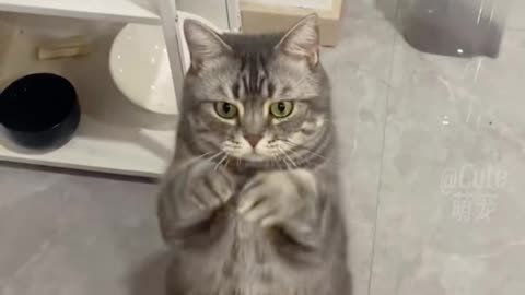 "Meow-steriously Hilarious: The Ultimate Compilation of Laugh-Out-Loud Cat Antics!"