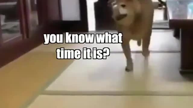 This Doggo is just not having it anymore