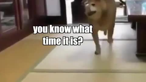 This Doggo is just not having it anymore