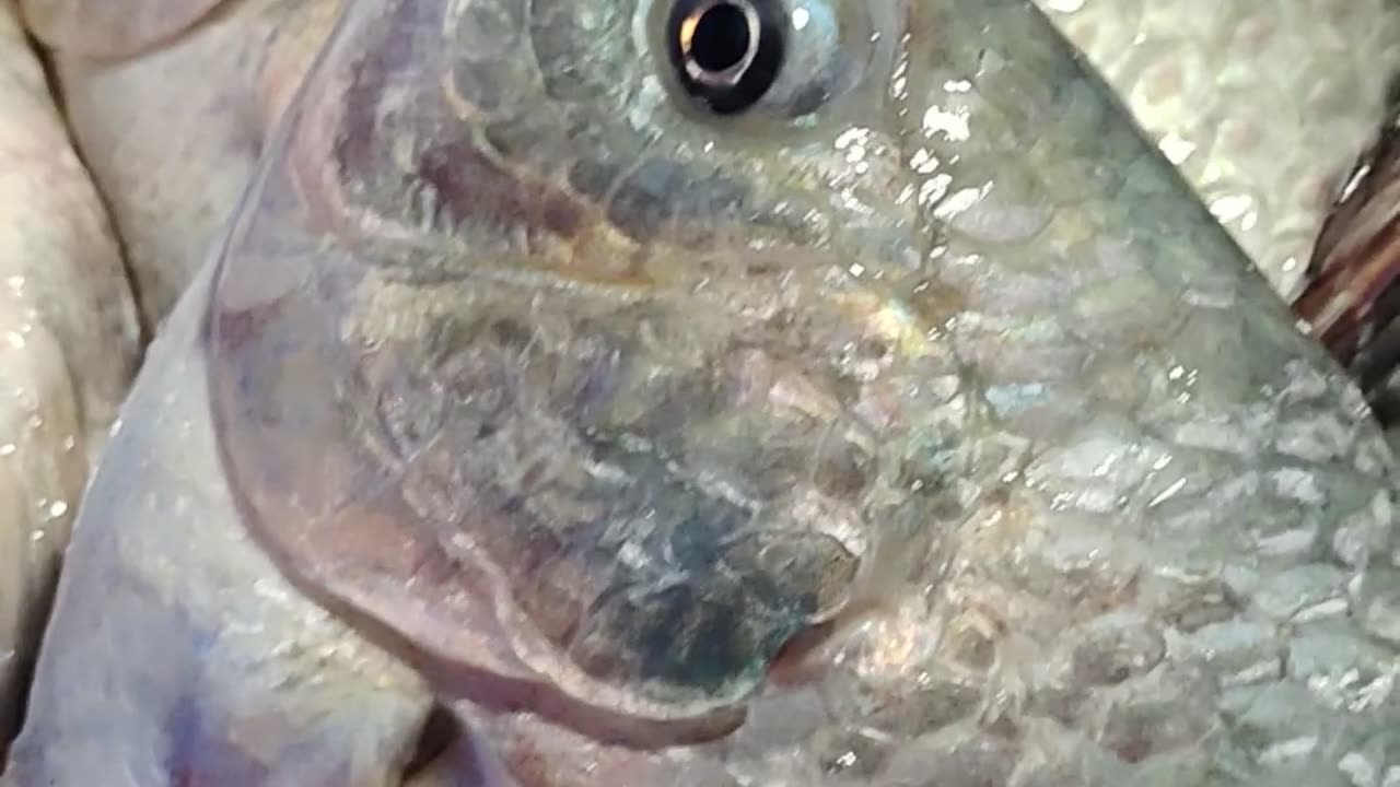 Tilapia Fish Amazing Video l Tilapia Fish Best Video Bangladesh#shorts