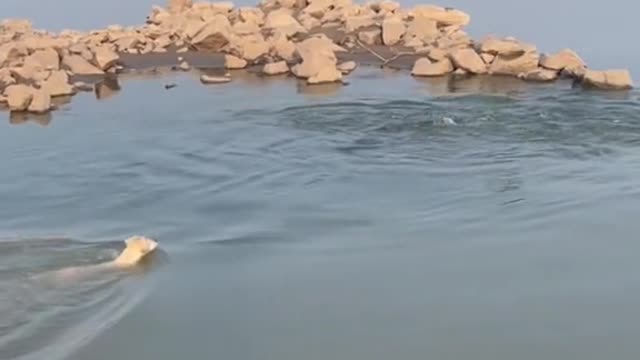 Go down the river to catch fish