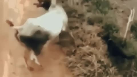 bull and dog 🐶🐶 fight @the_filtered_tech #cow #funny #krishna @ #funnyshorts #viral #viralvi