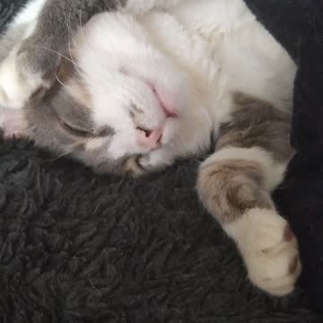 My cute cat is sleeping sweetly 4K