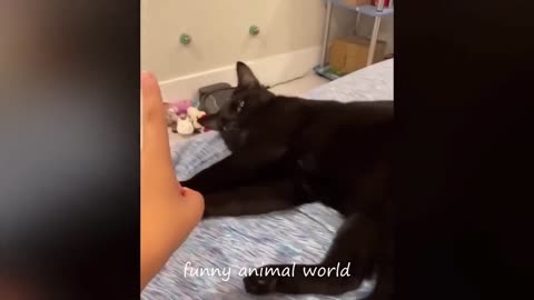 Funny cat videos 2024