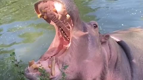 Listen to the hippopotamus