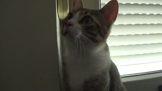 Cute Kitten Touches Me with His Paw