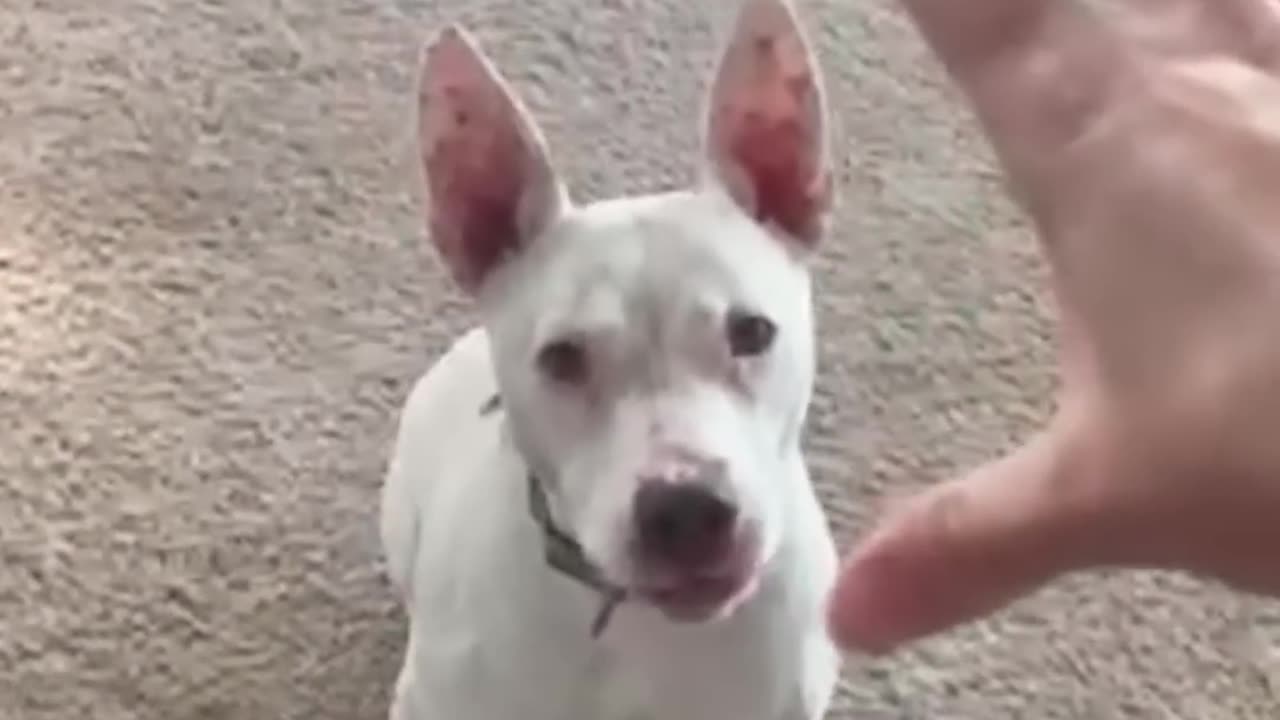 Dog are amazing