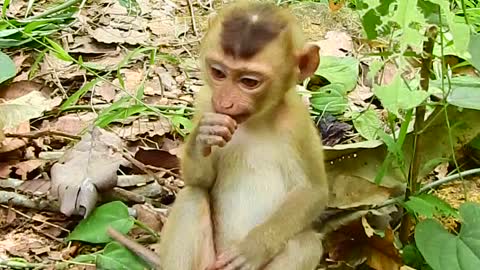 animals funny monkey, monkey Videos,