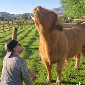 Thor the fluffy cow love to be groom.mp4