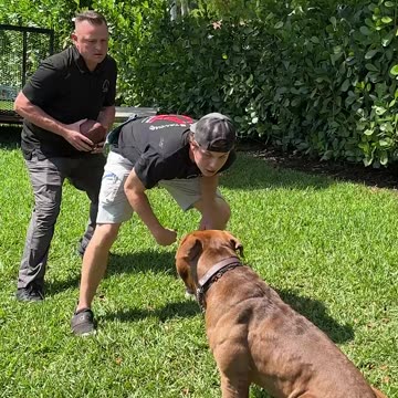 Getting Tackled by Amani Hooker’s 130-Lb XL Bully