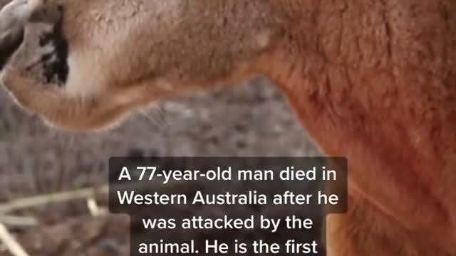 An Australian man has been killed by his “pet" kangaroo.