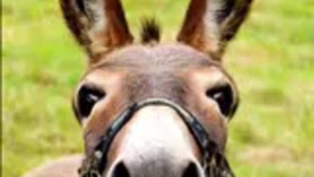 Donkey Sings Happy Birthday